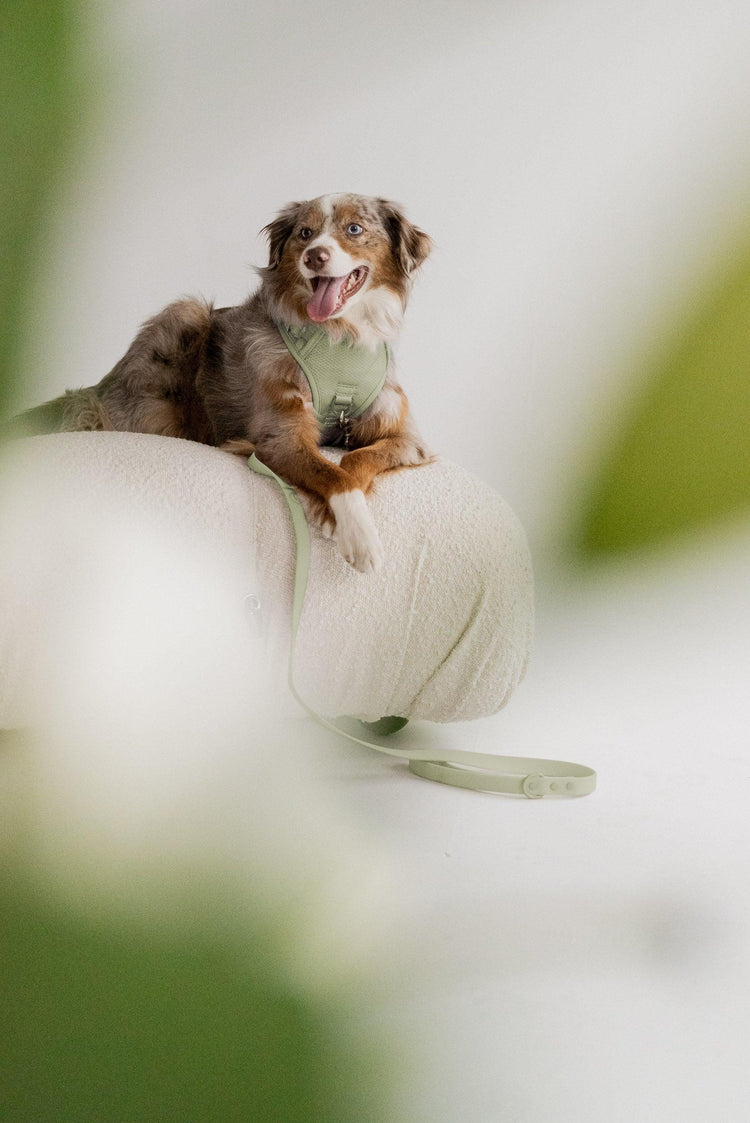 Matcha Classic 2.0 Harness - Kitsune & Jo