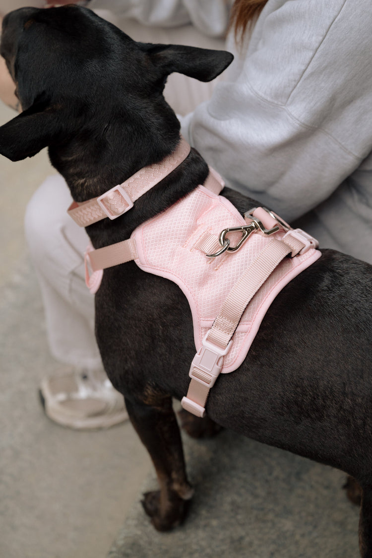 Dog wearing a pink harness from Peachy dogs with a person sitting next to it.