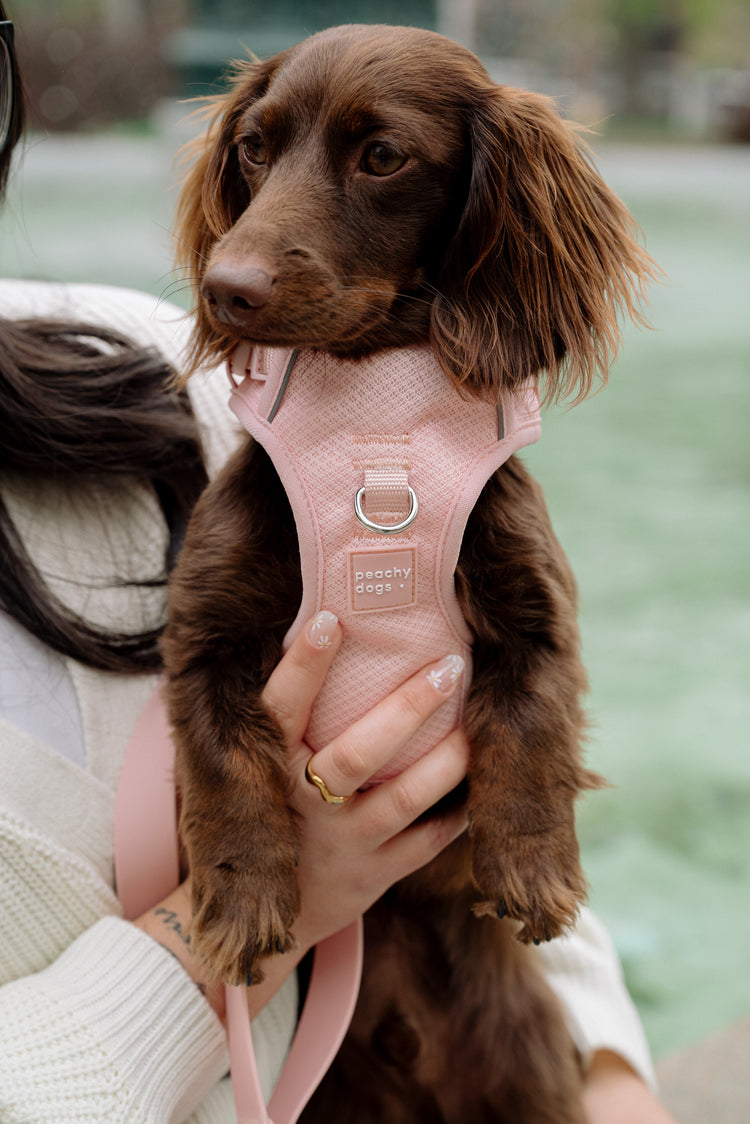 Brown dog wearing a pink harness held by a person outdoors