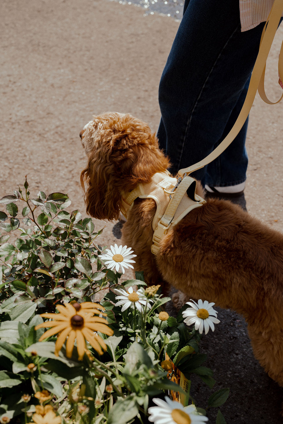 Small brown dog on a leash standing next to flowers and a person wearing dark pants.