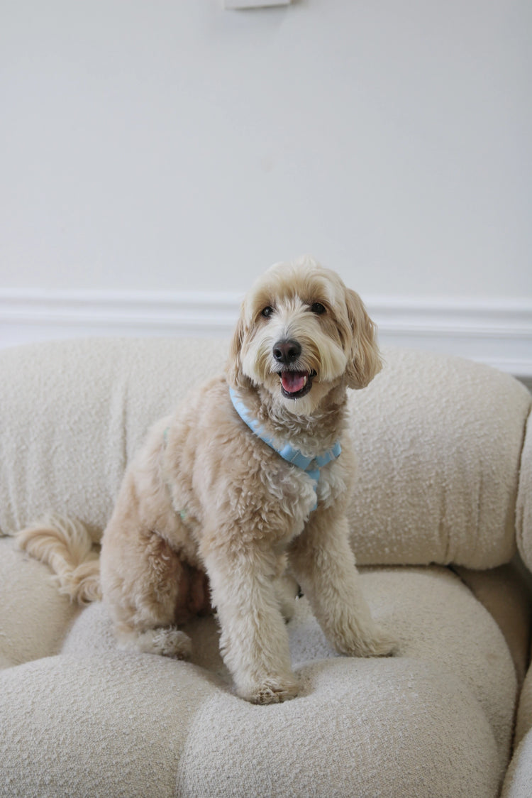 Lake day Harness - Kitsune & Jo