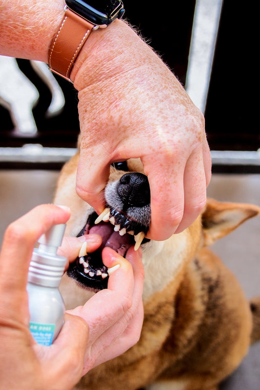 Kiss Me – Dental Spray