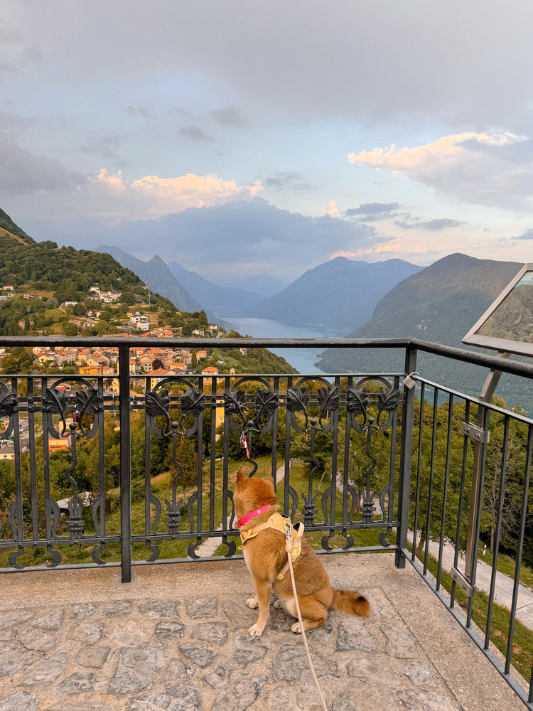 Pins POPS Collar – Glouton