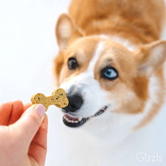 Dog with blue eyes looking at a Gizzles bone-shaped dog treat held by a hand.