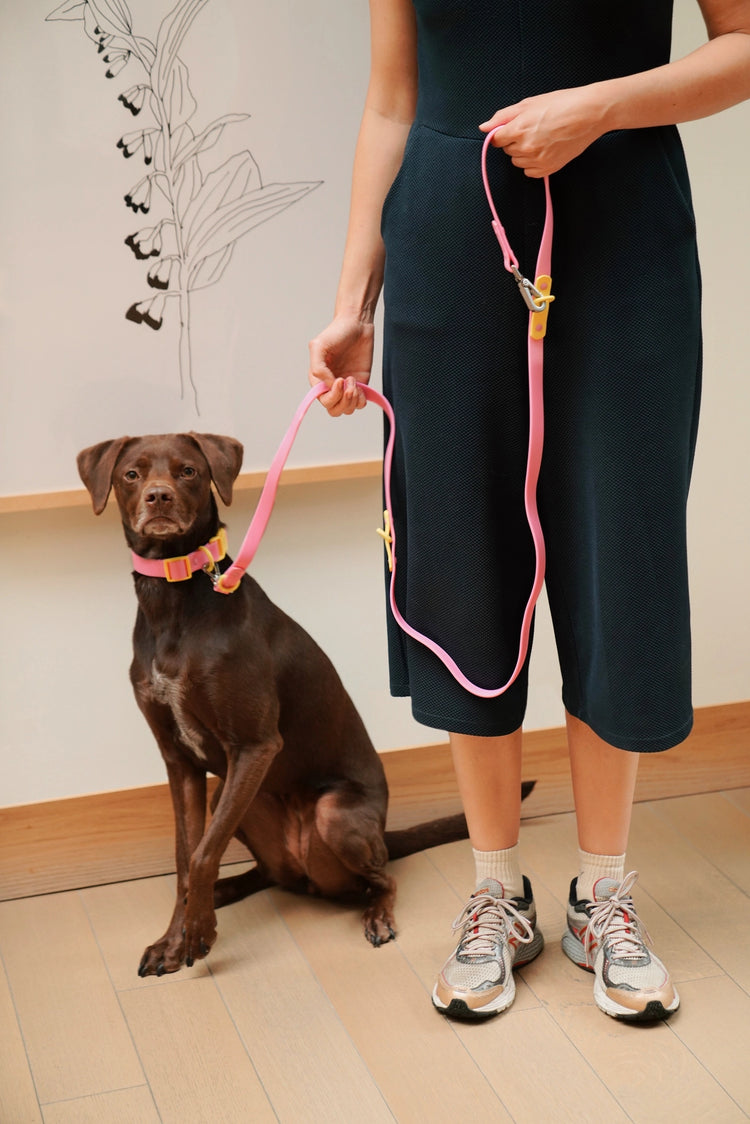 The Fritz Collar – Pink & Yellow - Kitsune & Jo
