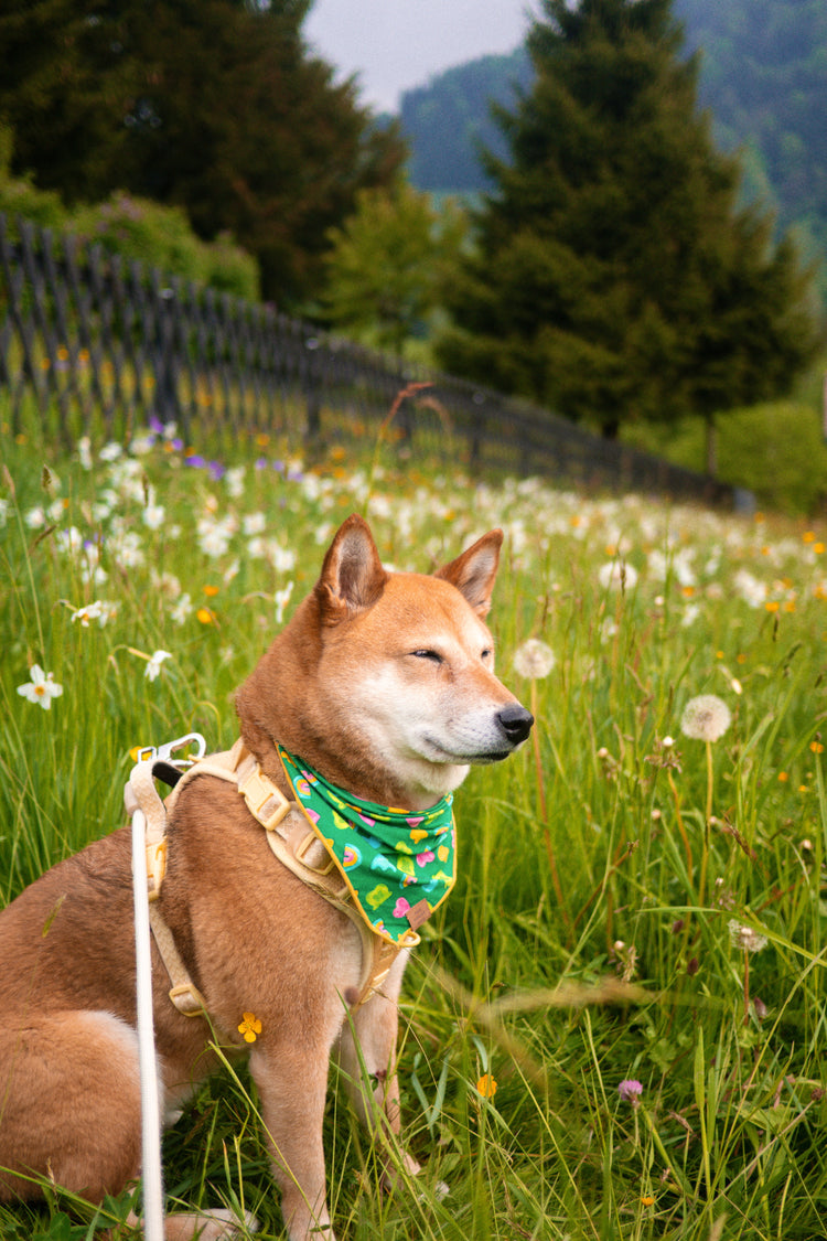 Charmed St. Patrick's Day Dog Bandana