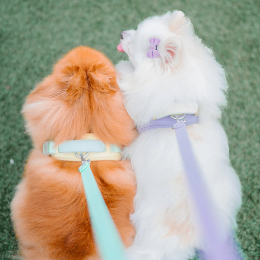 Jelly Harness – Grape Jelly