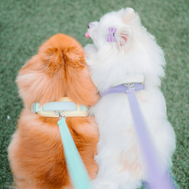 Jelly Harness – Cream Soda