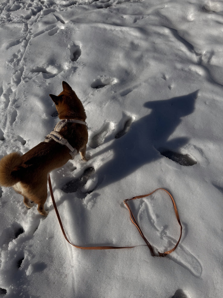 Guinzaglio per cani convertibile 4 in 1 a mani libere - Chai