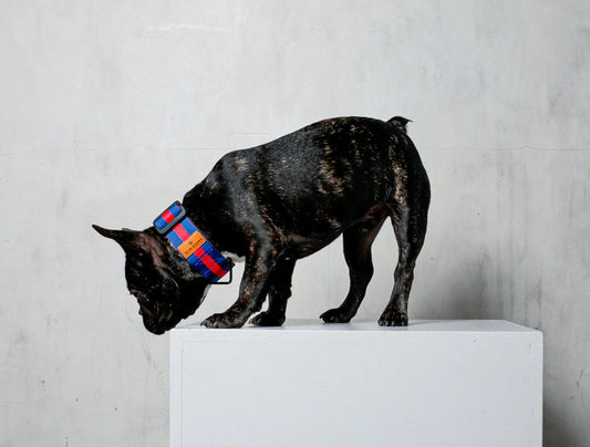 The City Dog Collier – Rue Saint-Honoré