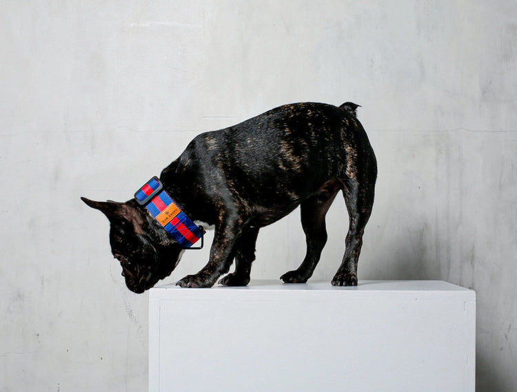 The City Dog Collar – Rue Saint-Honoré
