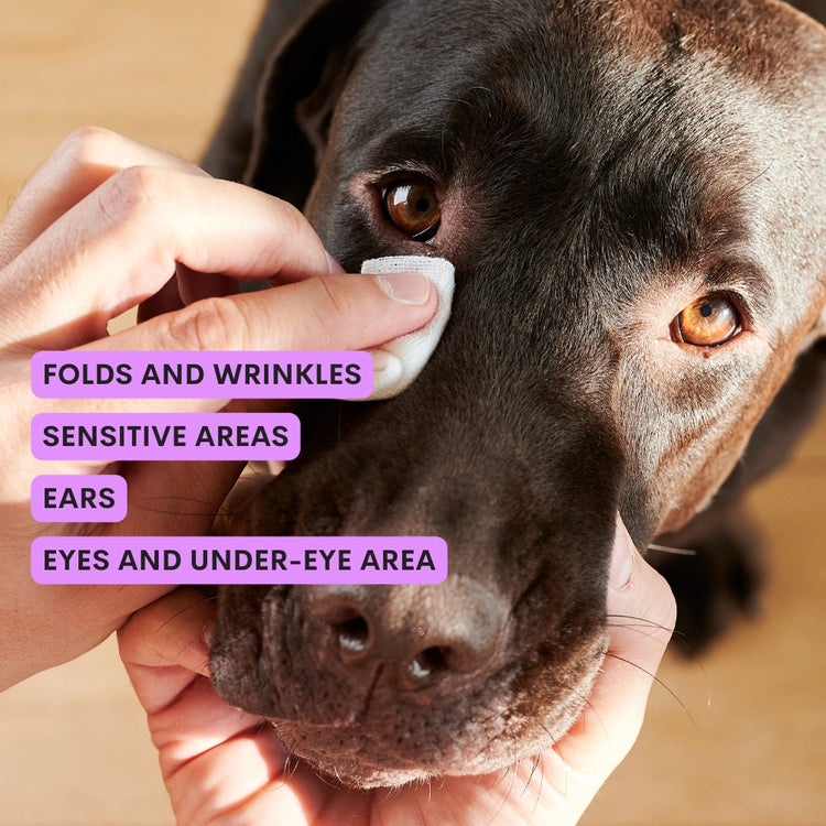 Das ist Latte – Reinigungsmilch für die Augen und Ohren von Hunden