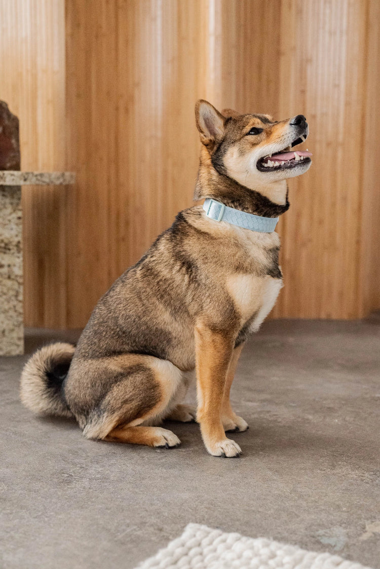 Daily Collar - Cloud