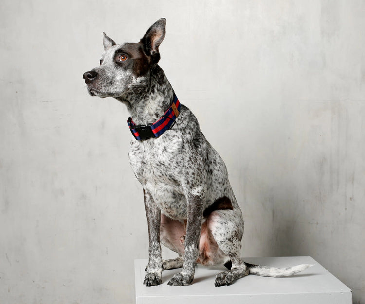 The City Dog Collar – Rue Saint-Honoré
