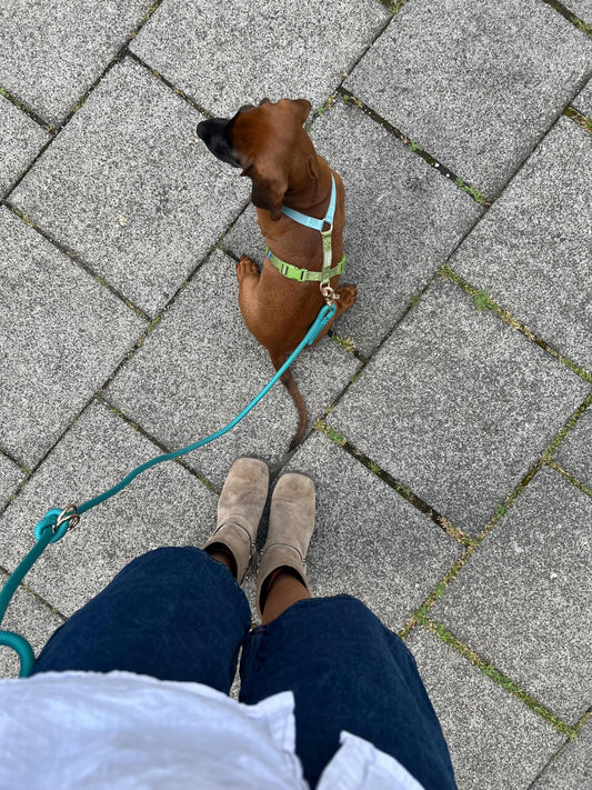 Lake Day Hundegeschirr