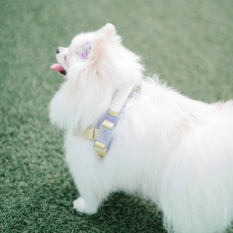 Harnais Jelly – Grape Jelly