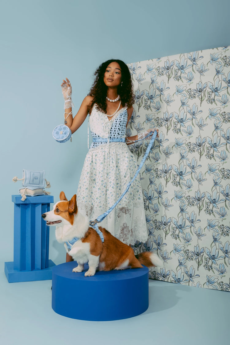 Laisse mains libres Bridgerton X maxbone