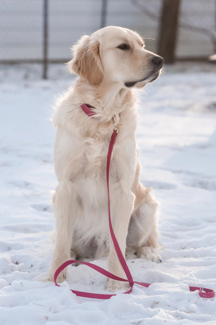 Mulberry Waterproof Dog Collar