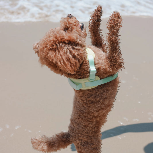 Jelly Harness – Cream Soda