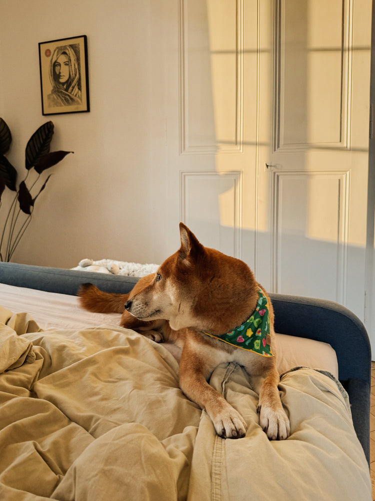 Charmed St. Patrick's Day Dog Bandana