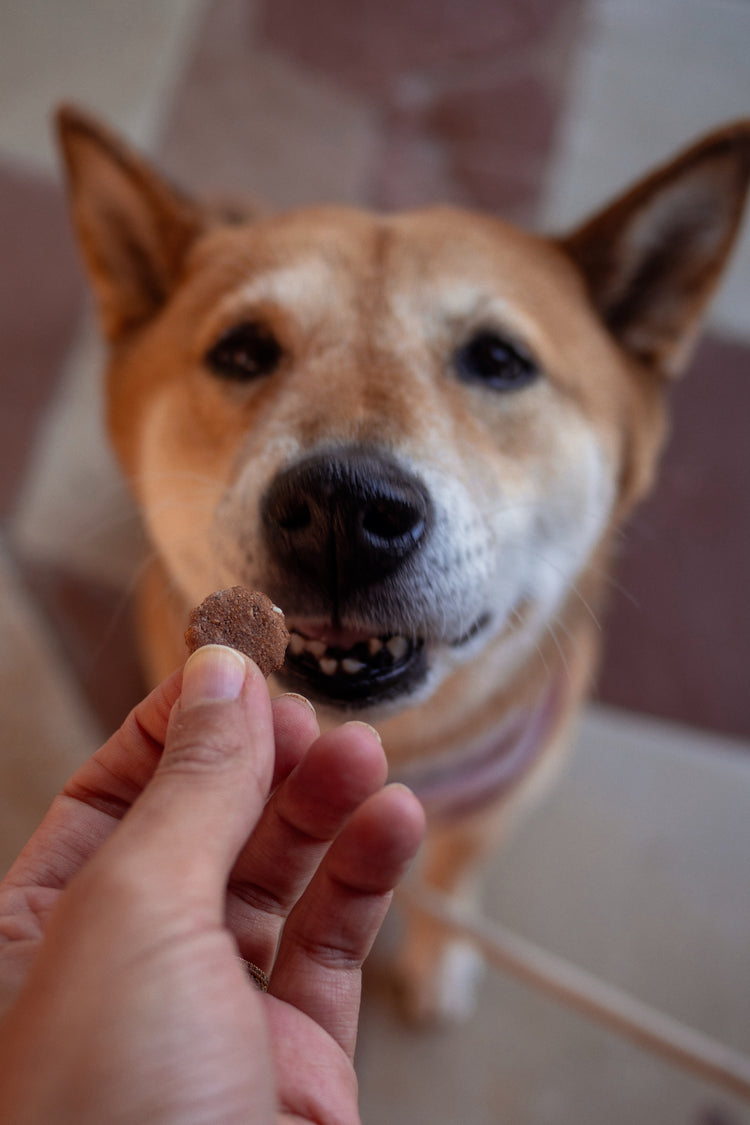 Super Foodies – Friandises bio cuites au four pour chien