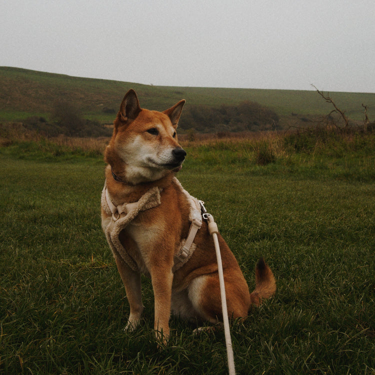 Sherpa Harness – Sand