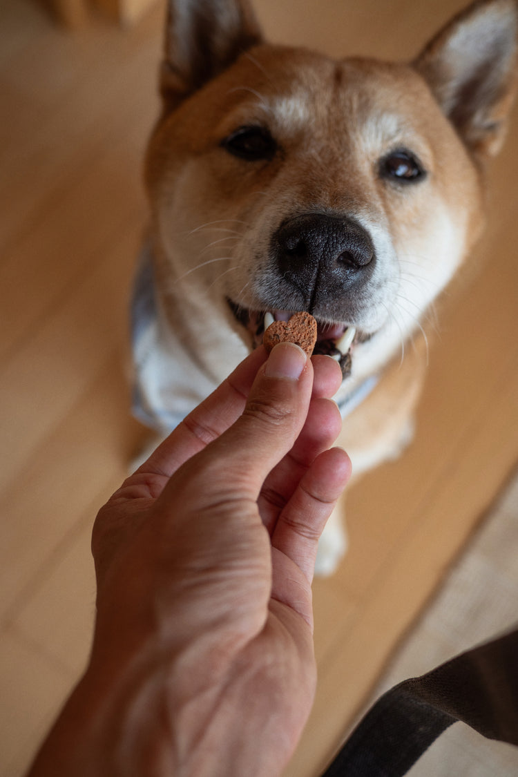 Dog eagerly waiting for a treat held by a person