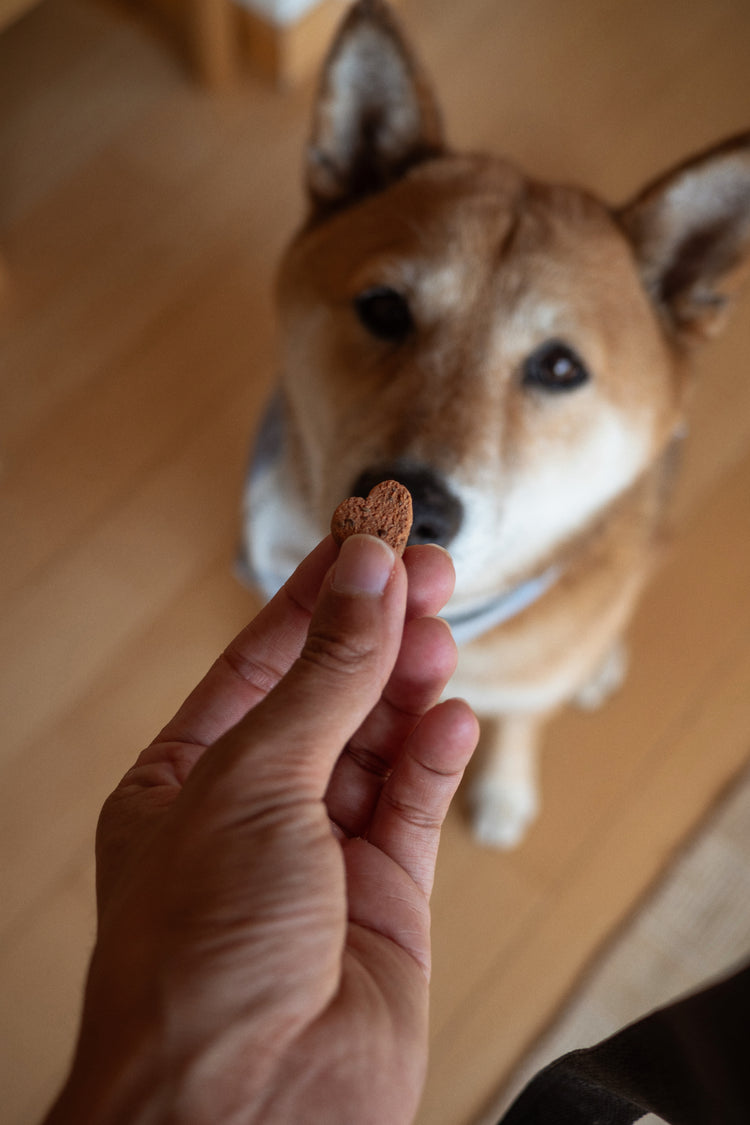 Dog looking at a treat held by a person on a wooden floor
