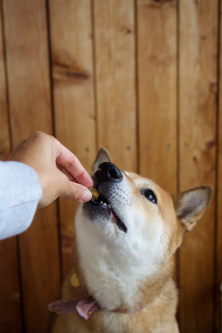 Boar Nuggets - Air-Dried Meat Bites