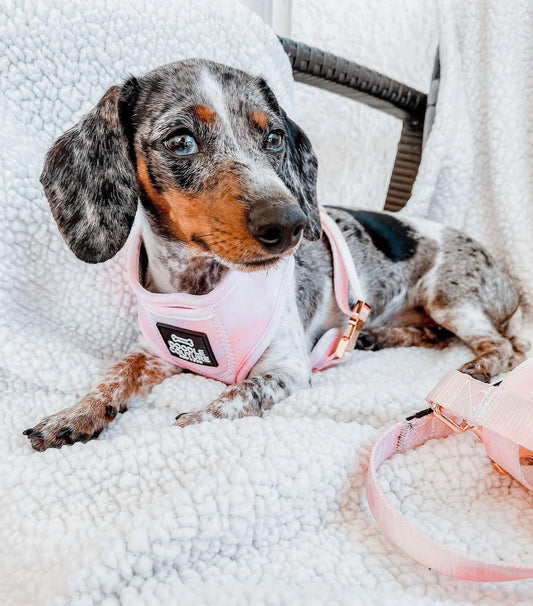 Tie & Dye Pink harness - Kitsune & Jo