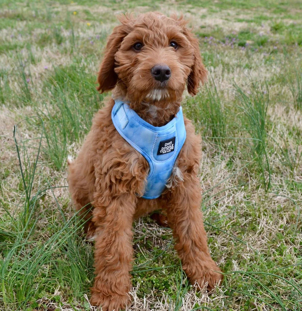 Tie & Dye Blue harness - Kitsune & Jo