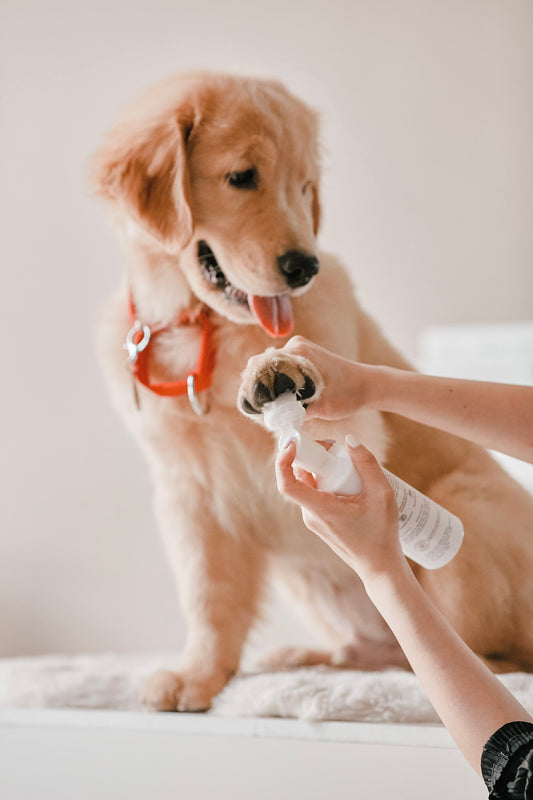 Paw cleanser + Towel Bundle