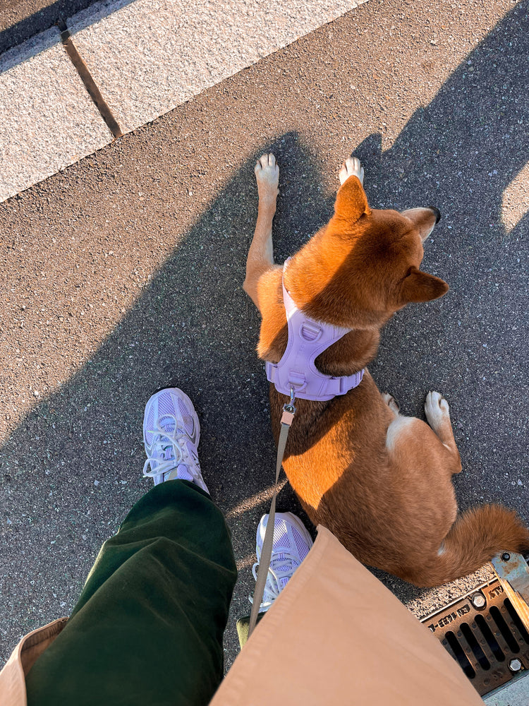 Double Panel Dog Harness – Lavender - Kitsune & Jo