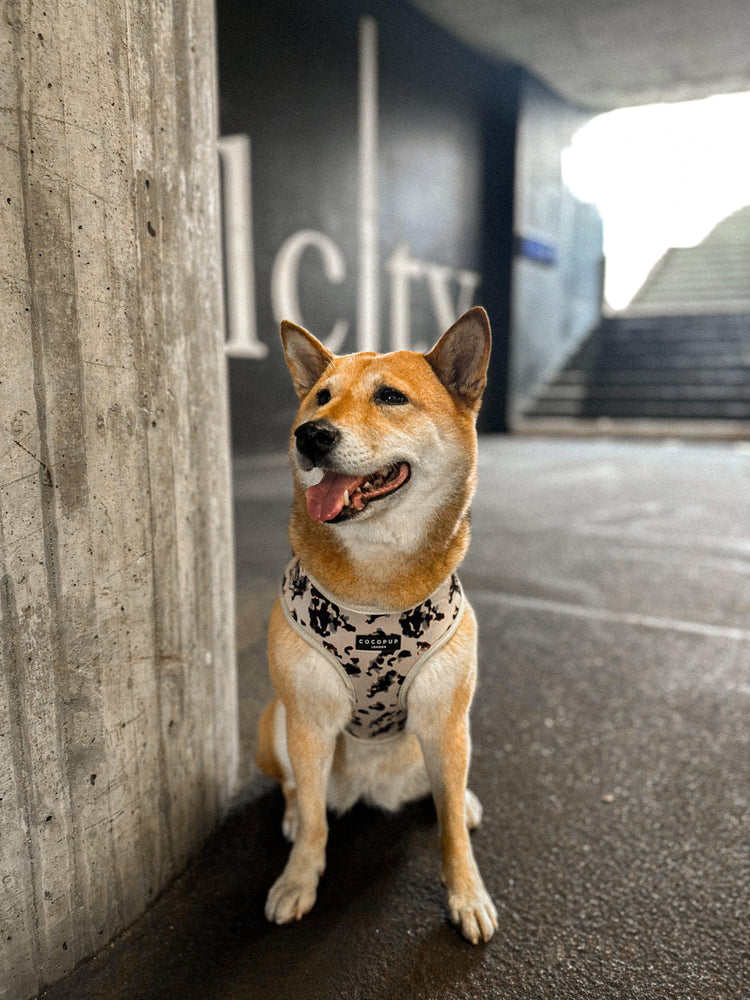 Ivory Tort Adjustable Neck Harness - Kitsune & Jo