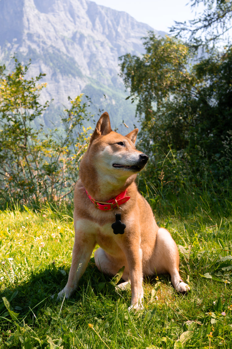 Dog sitting on grass with mountains in the background