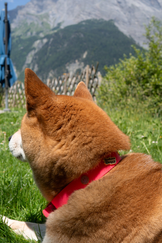 Shiba inu with a red collar sitting on grass with mountains in the background