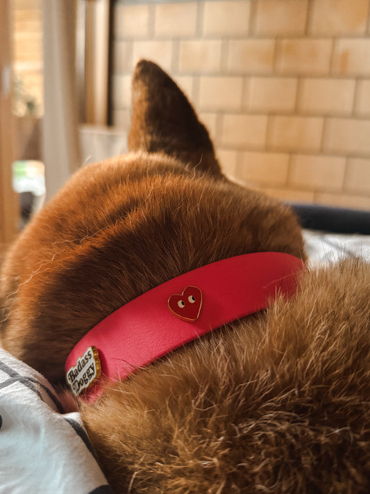 Shiba Inu wearing a pink collar with a heart design, lying on a bed.