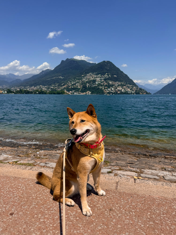 Shiba Inu sitting on a lakeside path with mountains in the background