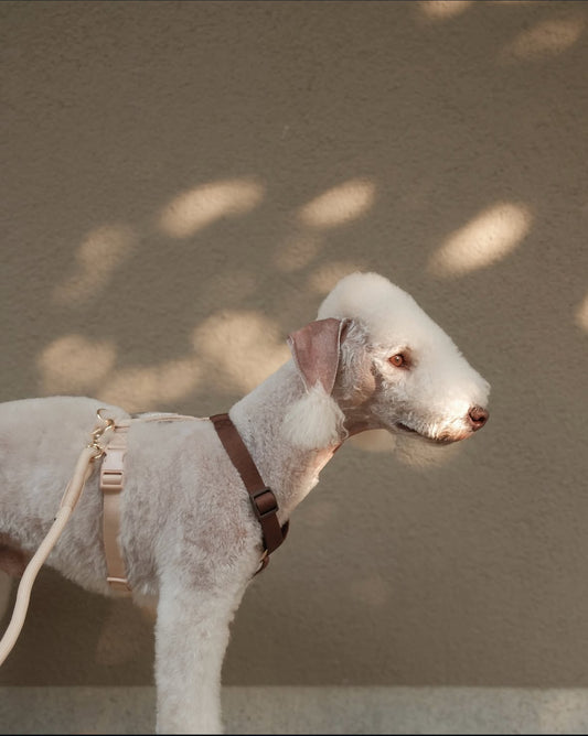 Harnais Puppuccino