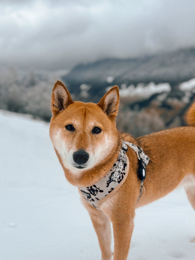 Shiba Inu with a cocopup harness and AirTag case at the snowy mountain.
