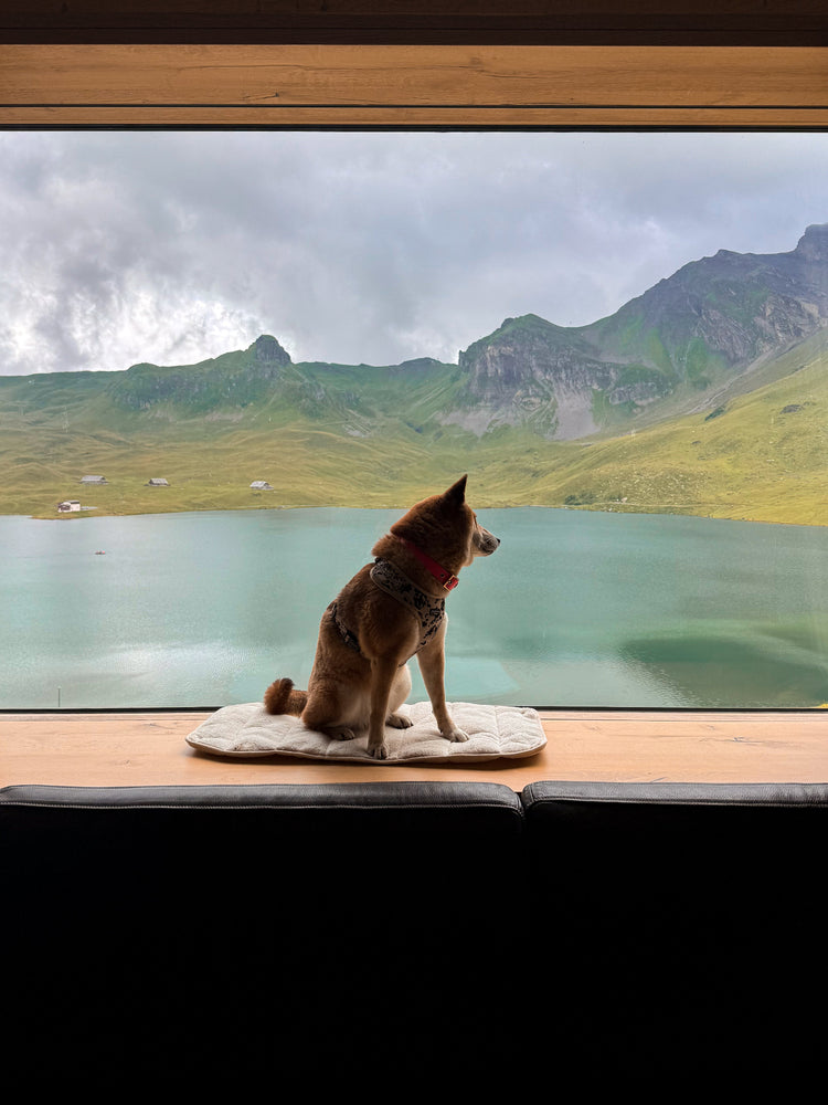 Dog seating on a dog mat on a window with a mountain view.