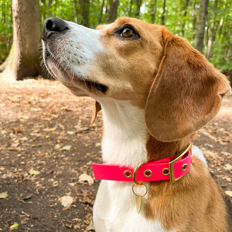 Dog with a pink Pops Dogs collar in a forest setting