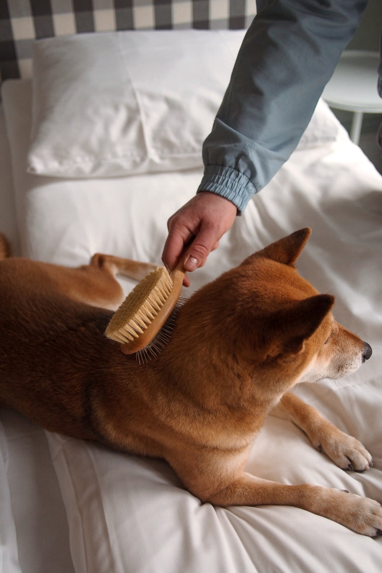 Shampoing sec & brosse double face