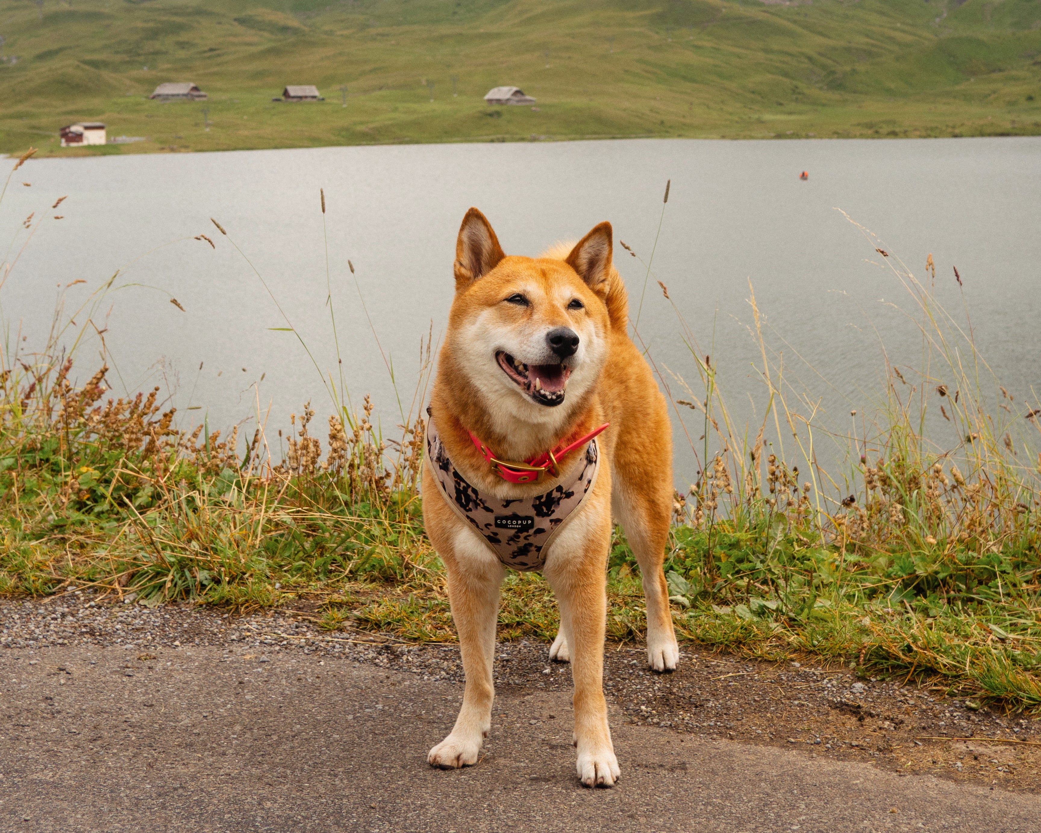 Dog standing on a path near a lake with mountains in the background