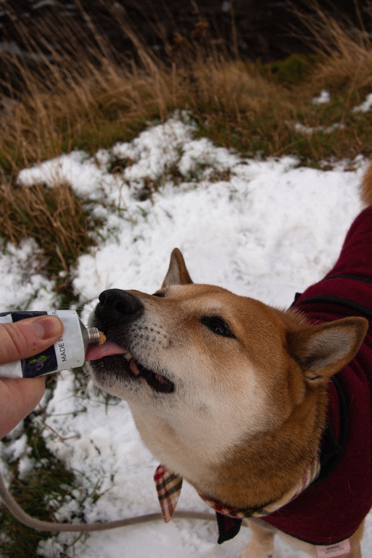 Beef and Bacon Organic Dog Paté