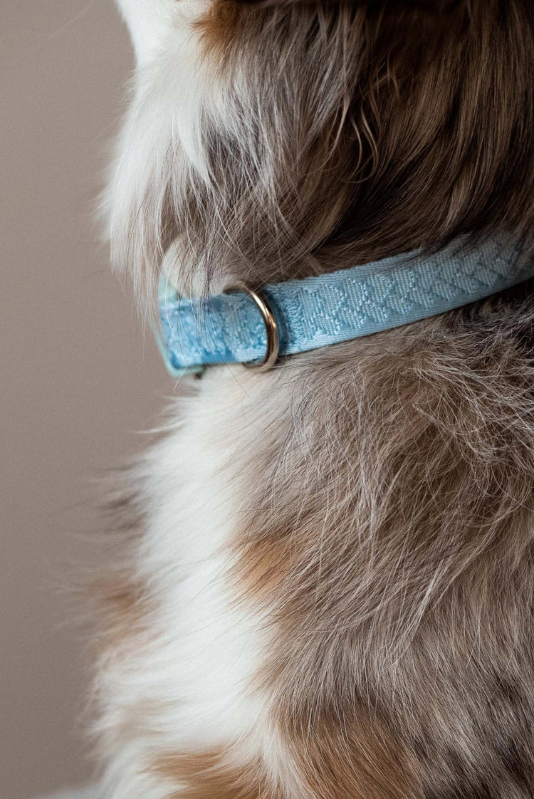 Daily Collar - Cloud