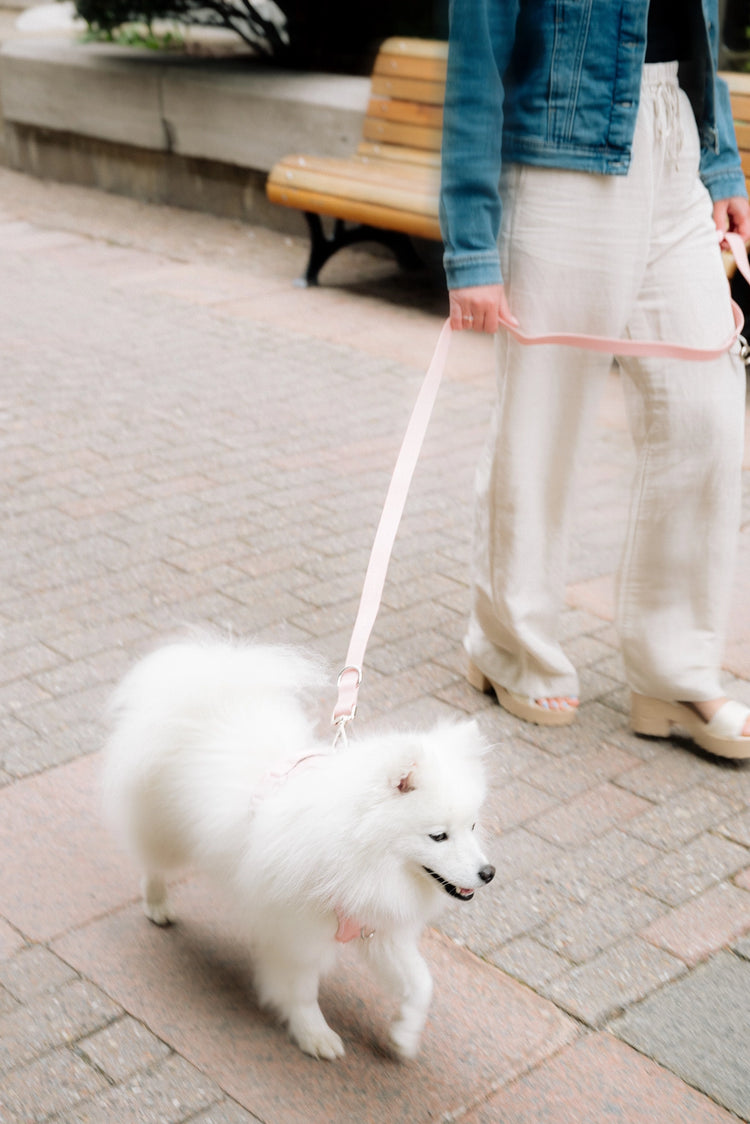 Person walking a white dog on a leash in an urban setting