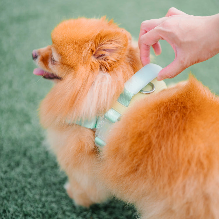 Jelly Harness – Cream Soda