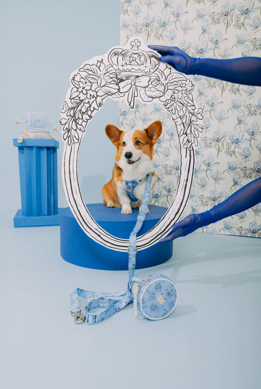 Laisse mains libres Bridgerton X maxbone