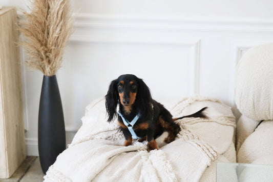 Lake day Harness - Kitsune & Jo